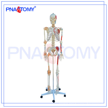 PNT-0103 Teaching model for biology 170cm high skeleton model with joint ligament and colored